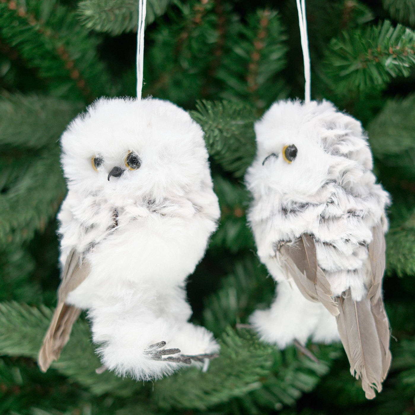 Snowy Furry Feather Owl